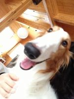 ご機嫌なボル太