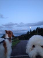 十五夜お月さんo(〃＾▽＾〃)o