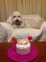 ハニー2歳お誕生日(^^♪