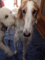 ぼる、トリミングヾ(＠°▽°＠)ﾉ