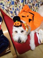 ハニー、ハロウィンで変身(＠Д＠；