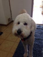 ハニー、トリミングヾ(＠＾(∞)＾＠)ノ