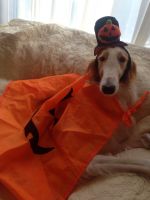 ぼる、ハロウィンで変身(*⌒∇⌒*)