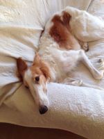 まだ眠そうな、ぼる！