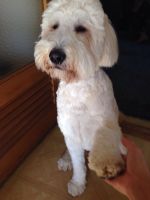 オジサン化!?ハニー