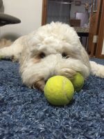 テニスボールを独り占め！