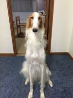 凛々しいお坊ちゃま！