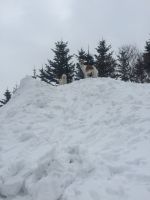 野生児（犬）！？