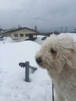 温泉とハニー！